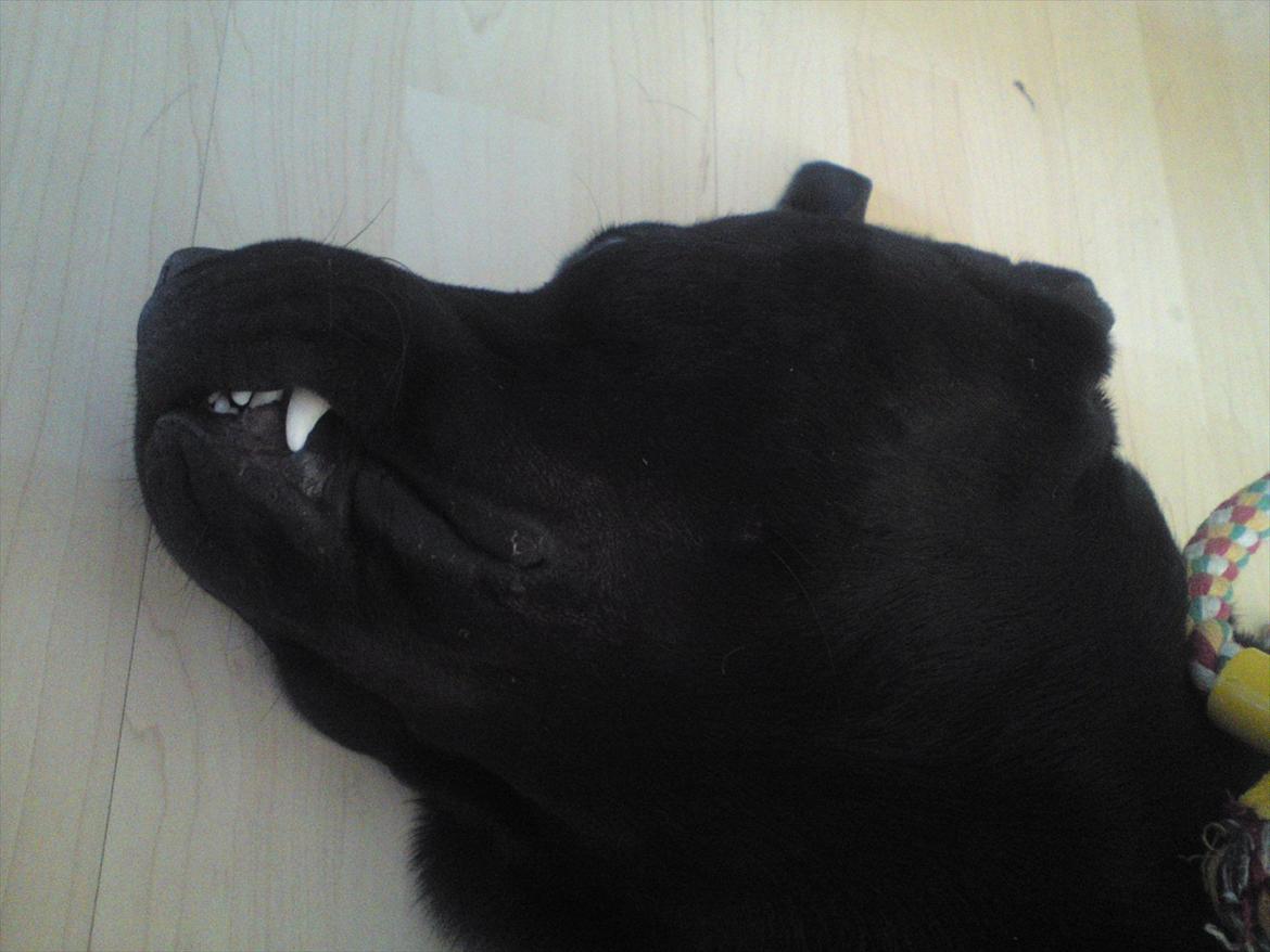 Blanding af racer tyson rottweiler og labrador  billede 11