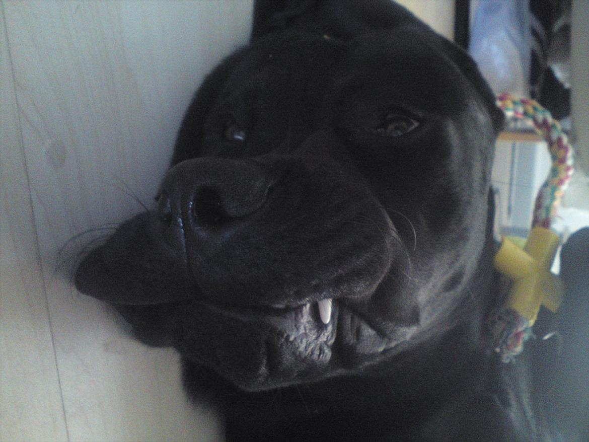 Blanding af racer tyson rottweiler og labrador  billede 12