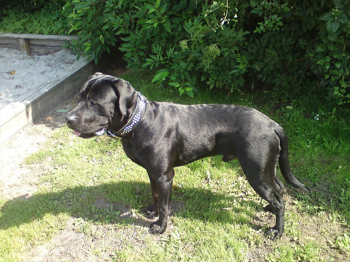 Blanding af racer tyson rottweiler og labrador  billede 13