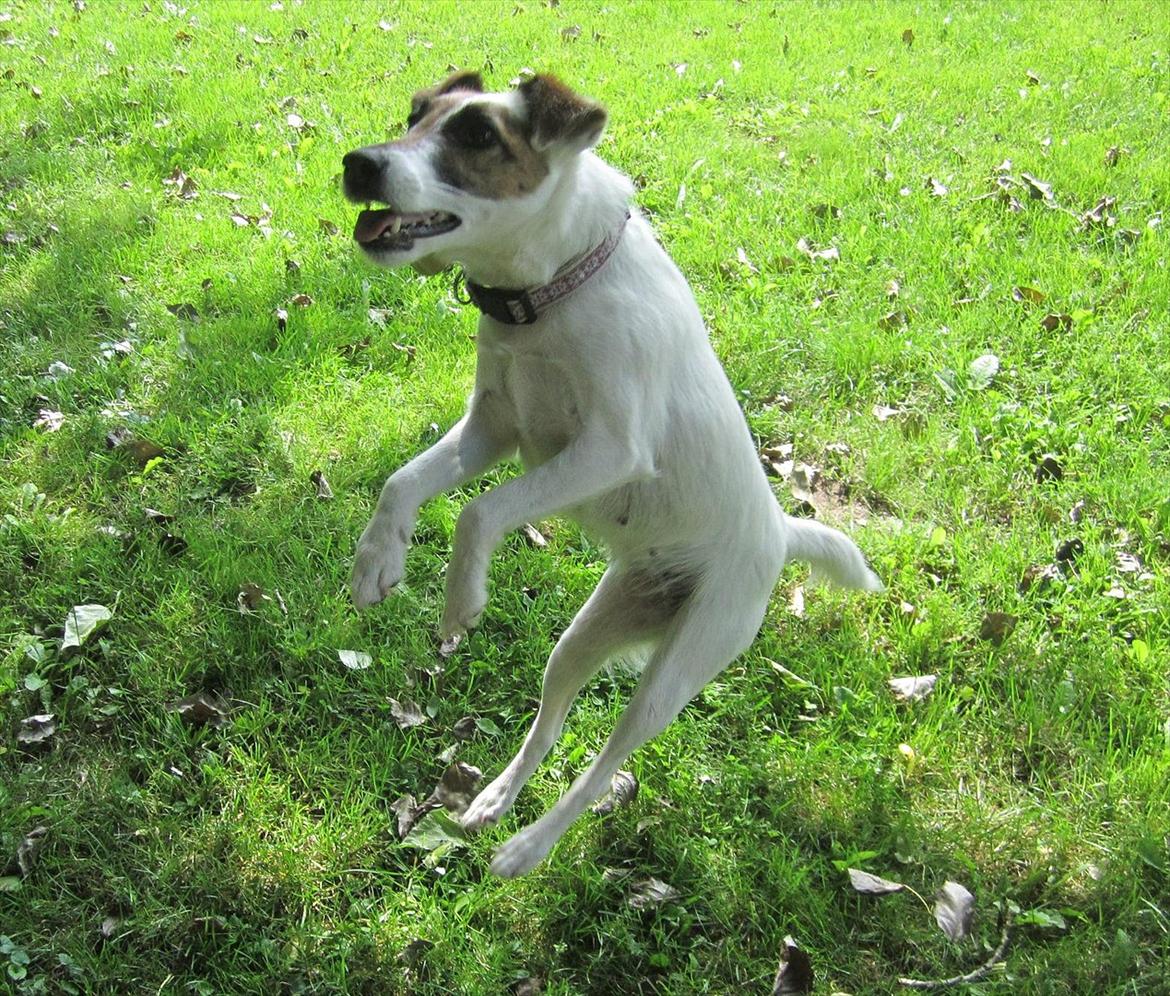 Glathåret foxterrier Mille (himmelhund) billede 18