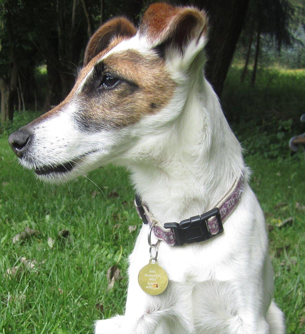 Glathåret foxterrier Mille (himmelhund) billede 1