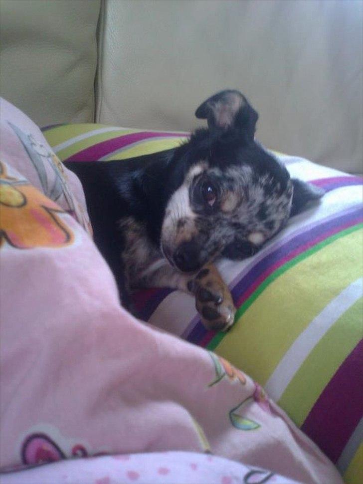 Chihuahua Merle billede 1