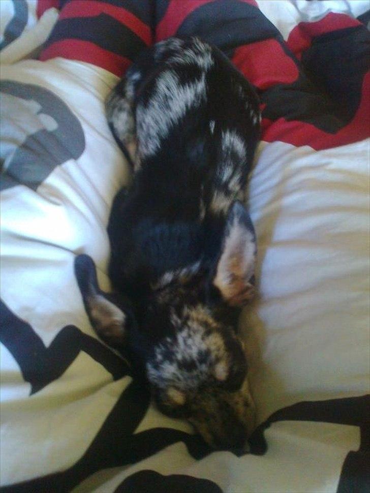 Chihuahua Merle billede 2