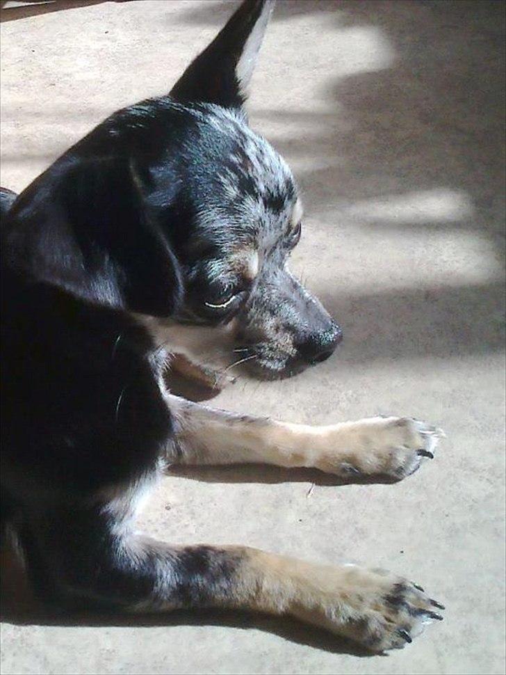 Chihuahua Merle billede 3