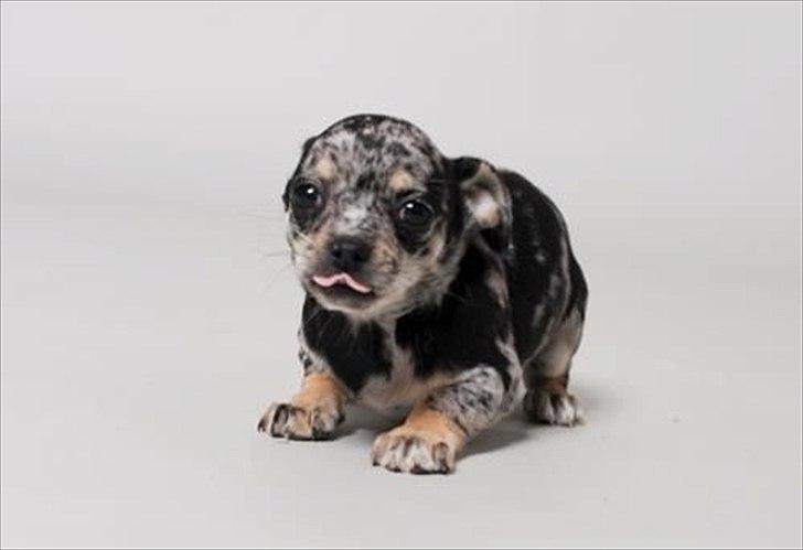 Chihuahua Merle billede 4