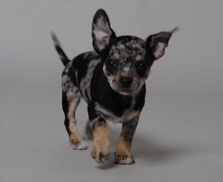 Chihuahua Merle billede 5