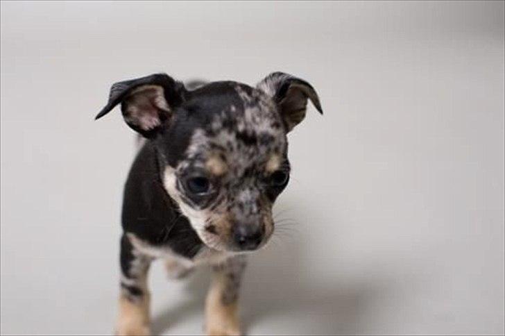 Chihuahua Merle billede 6