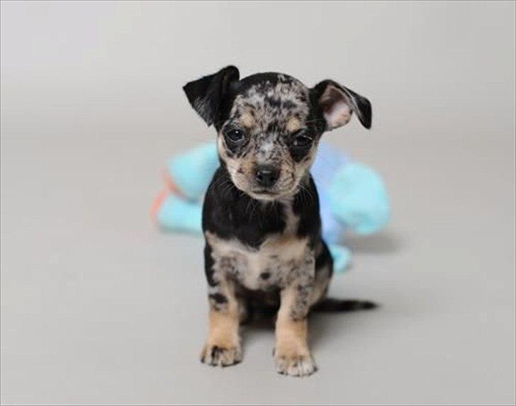 Chihuahua Merle billede 7