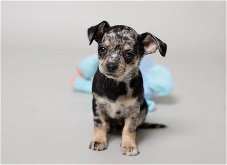 Chihuahua Merle billede 8