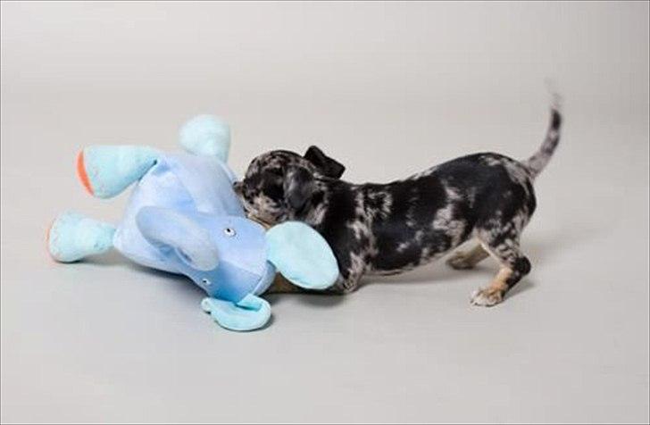 Chihuahua Merle billede 9