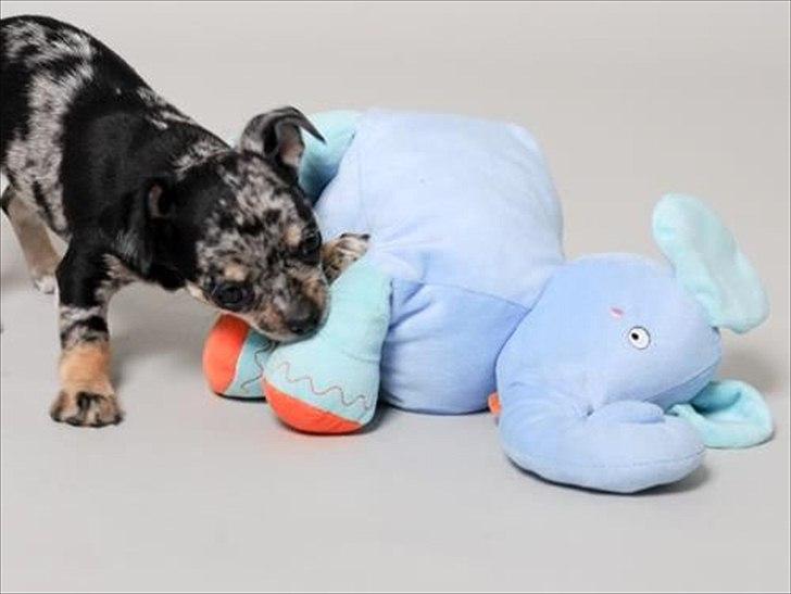 Chihuahua Merle billede 10