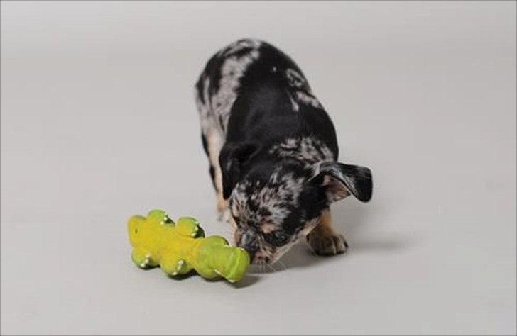 Chihuahua Merle billede 11