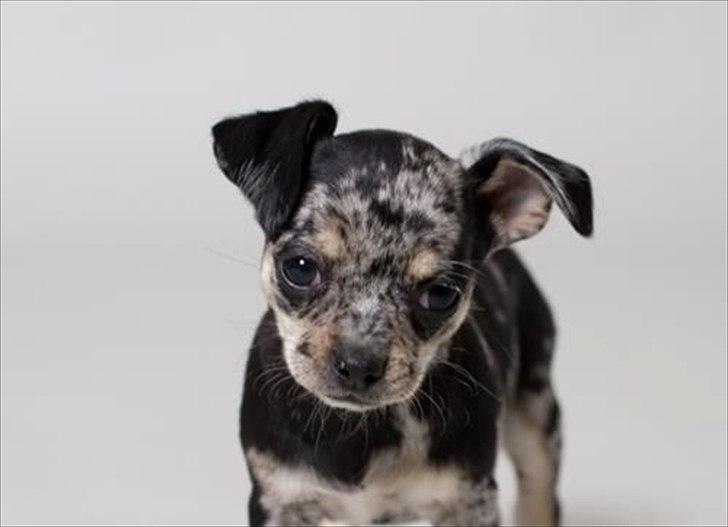 Chihuahua Merle billede 12