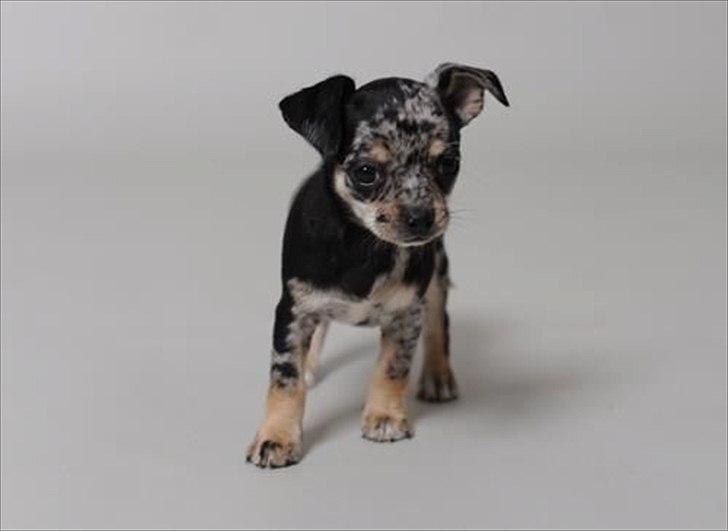 Chihuahua Merle billede 13