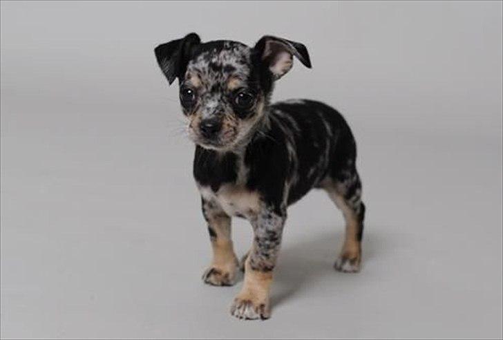 Chihuahua Merle billede 14