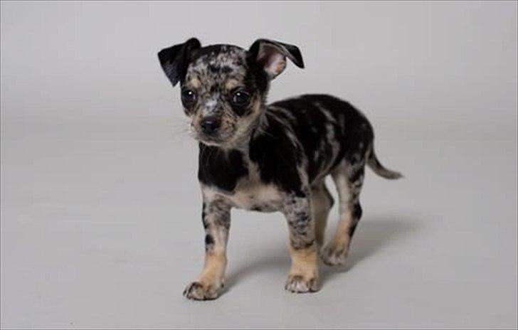 Chihuahua Merle billede 15