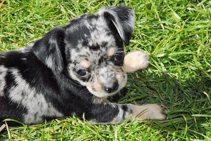 Chihuahua Merle billede 16