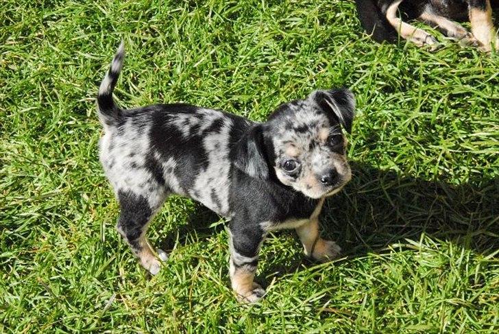 Chihuahua Merle billede 17