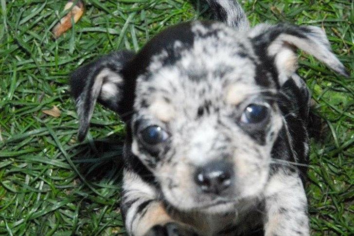 Chihuahua Merle billede 18