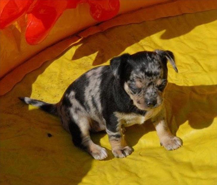 Chihuahua Merle billede 19