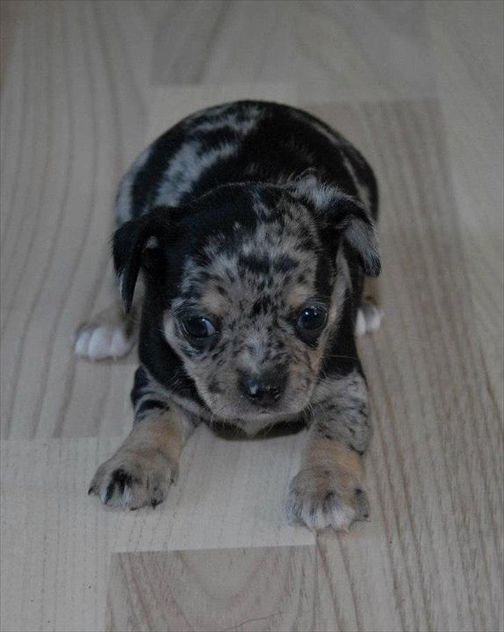 Chihuahua Merle billede 20