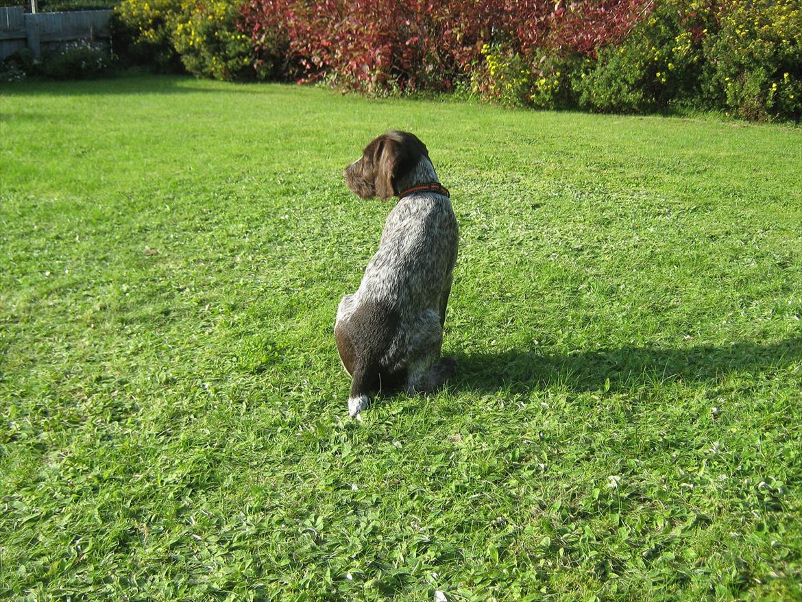 Ruhåret hønsehund Gørklintgårds Sia billede 7