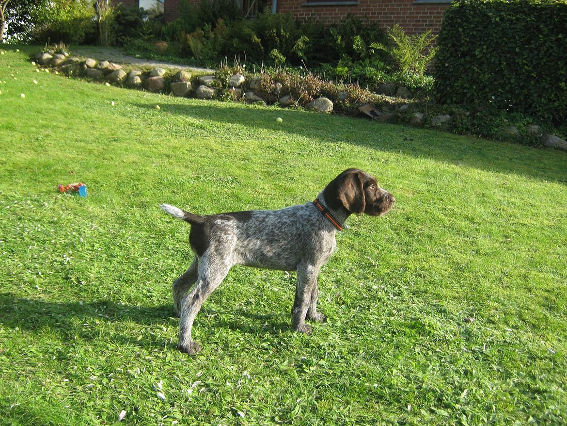 Ruhåret hønsehund Gørklintgårds Sia billede 8