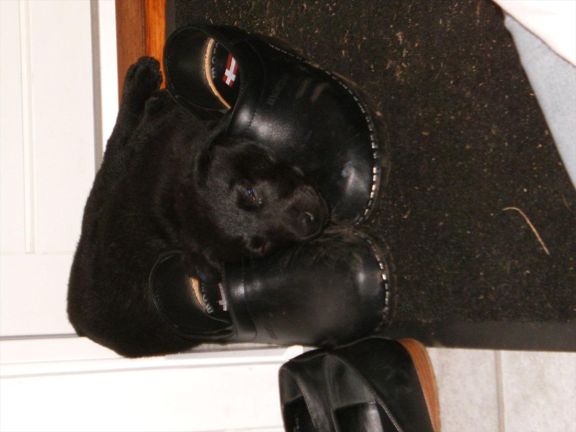 Labrador retriever Molly - Mine nye venner far`s træsko billede 5