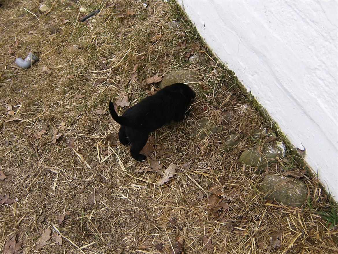 Labrador retriever Molly - Alene i den " store " verden billede 2