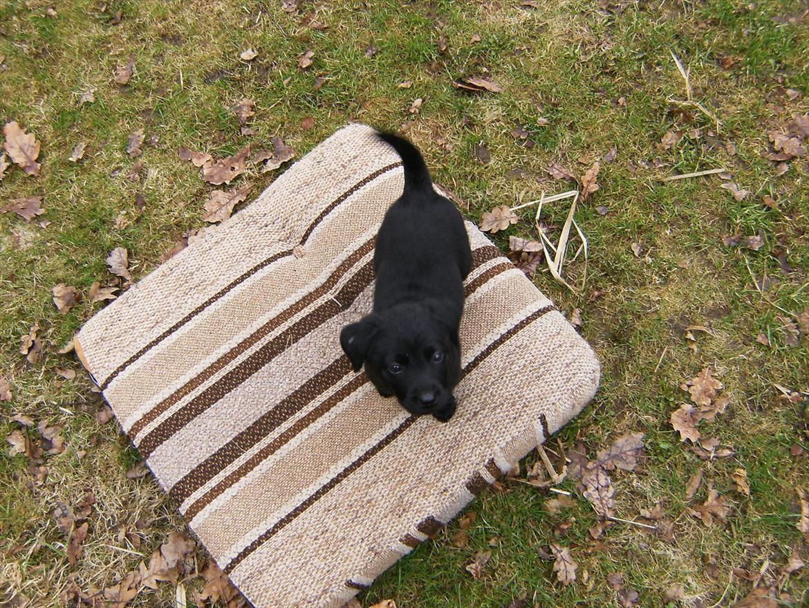 Labrador retriever Molly - Er jeg ikke bare nuser ;) billede 3
