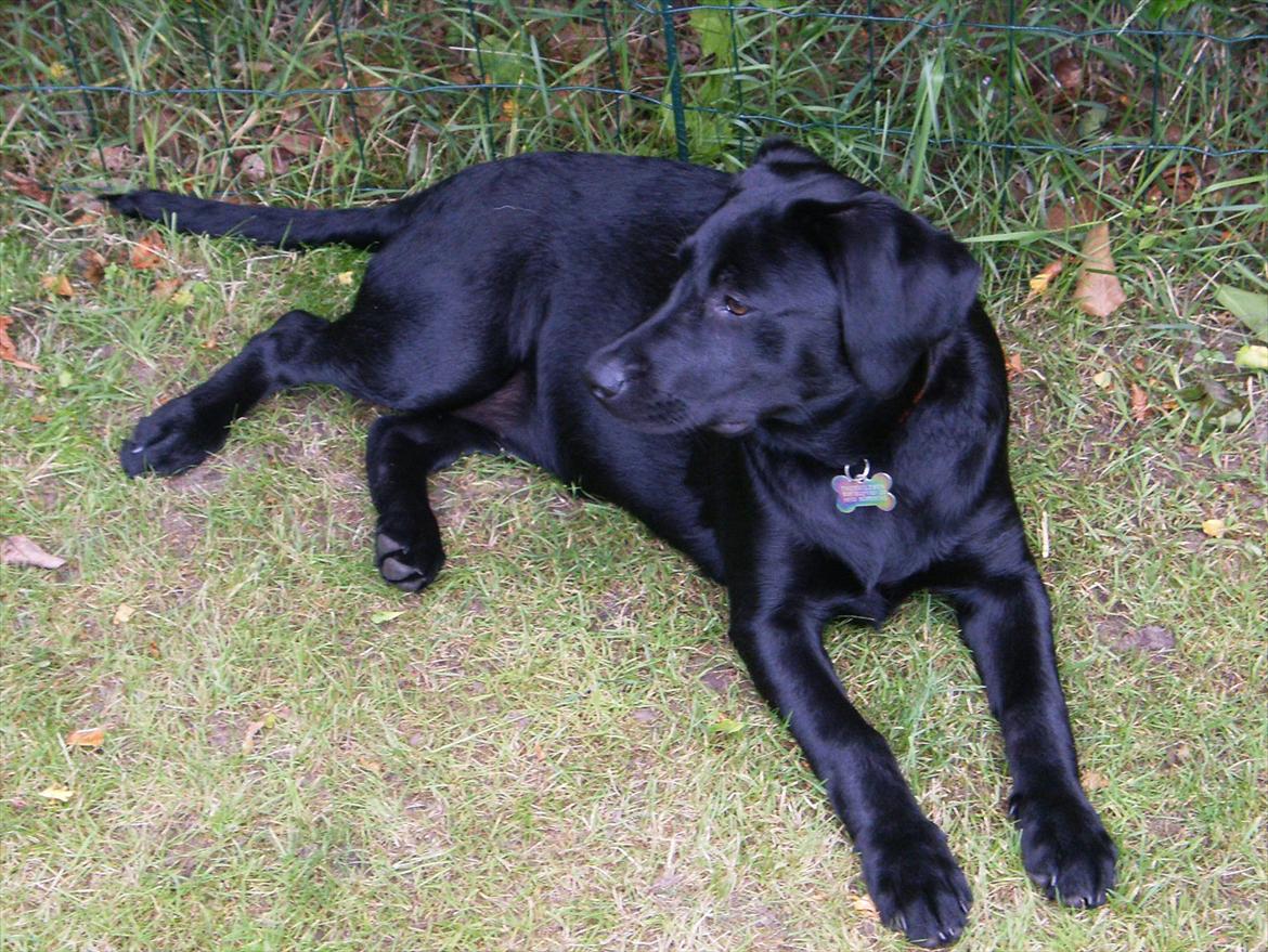 Labrador retriever Molly billede 11