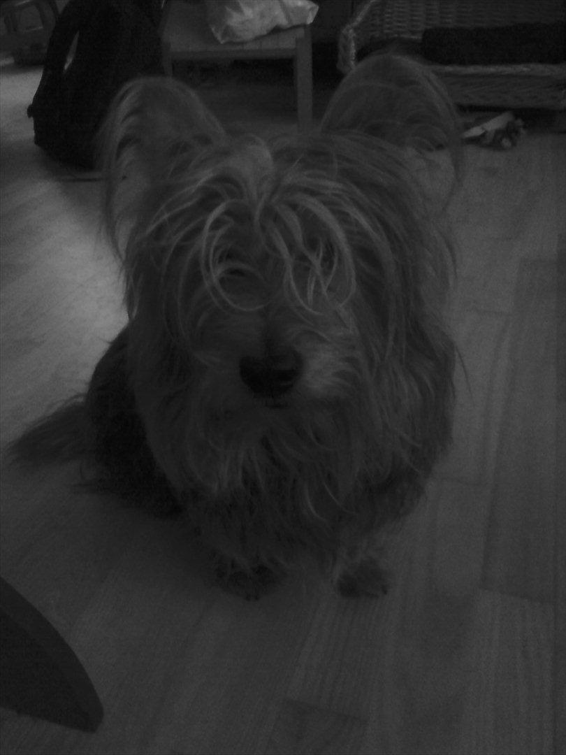 Australsk terrier Anton billede 5