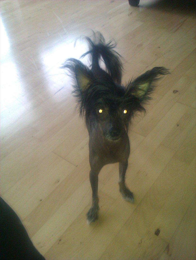 Chinese crested hårløs Gaia billede 2