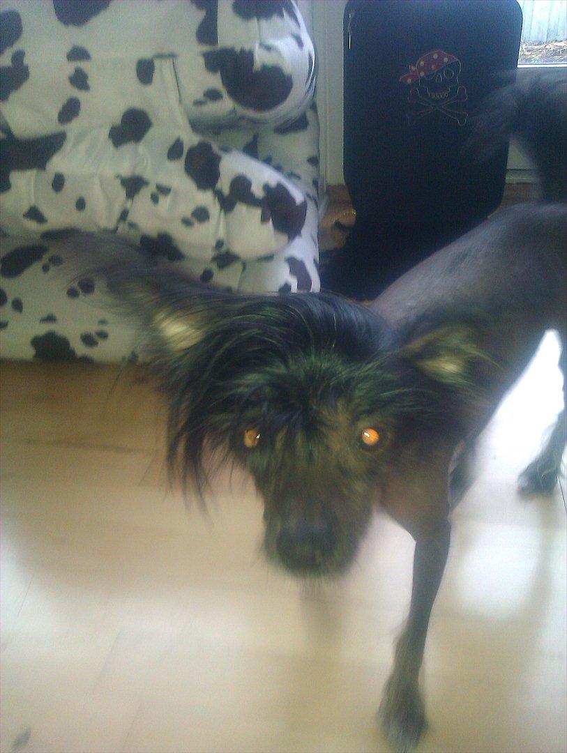 Chinese crested hårløs Gaia billede 3