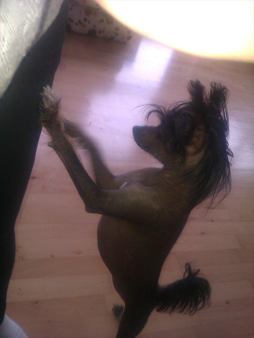 Chinese crested hårløs Gaia - Snak nu med mig....! billede 4