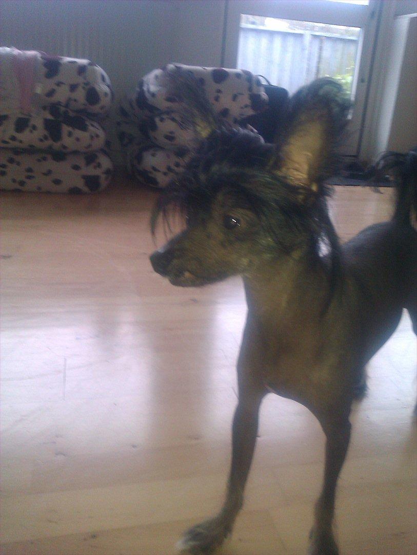 Chinese crested hårløs Gaia - Smiiil... billede 5