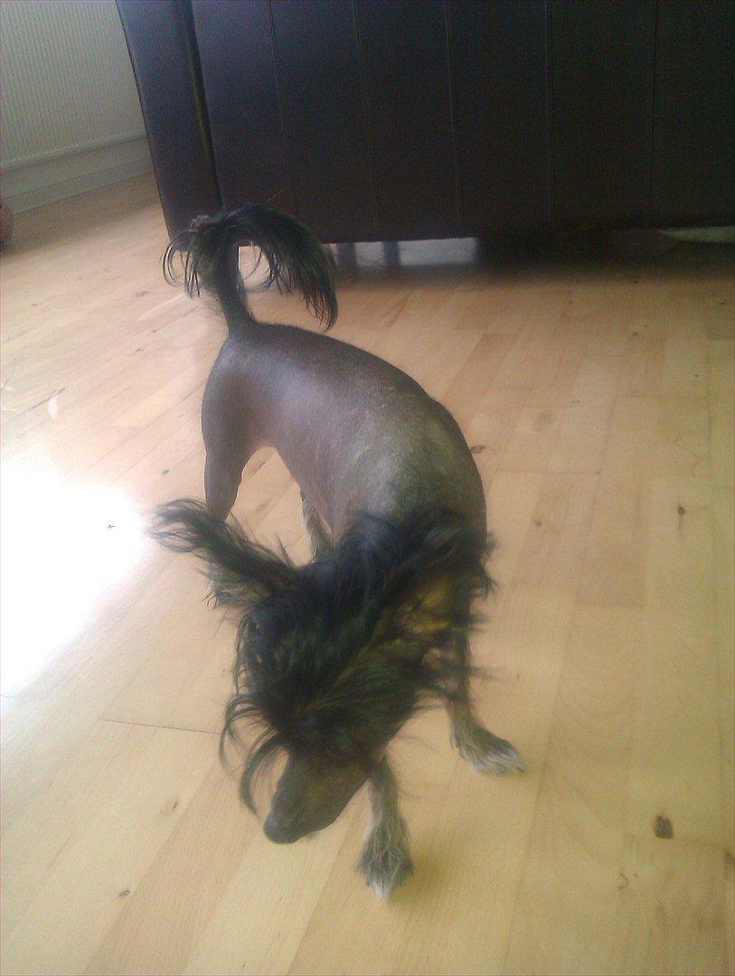 Chinese crested hårløs Gaia billede 6