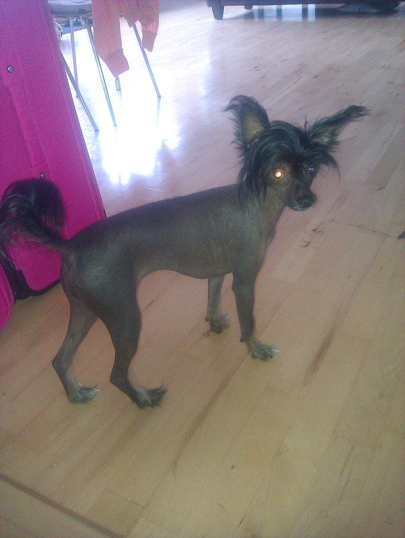 Chinese crested hårløs Gaia billede 7
