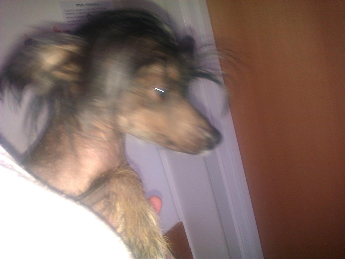 Chinese crested hårløs Gaia billede 8