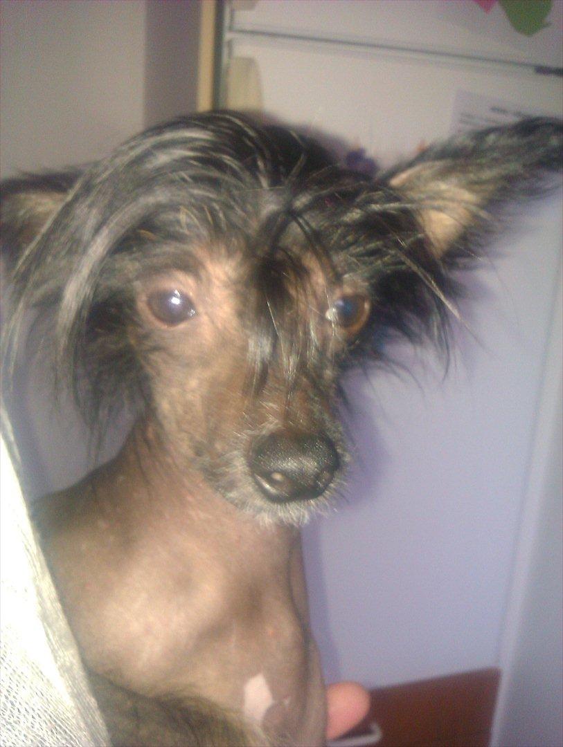 Chinese crested hårløs Gaia billede 9