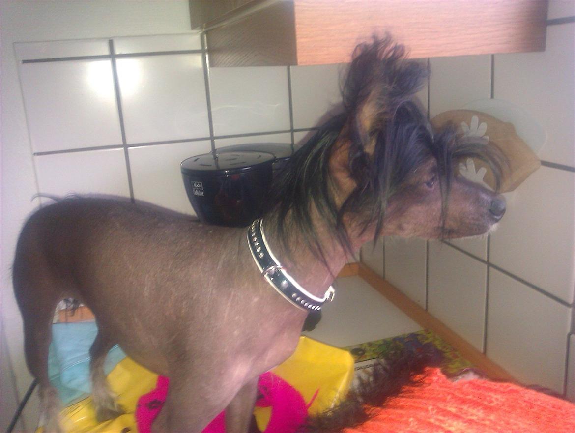 Chinese crested hårløs Gaia billede 10