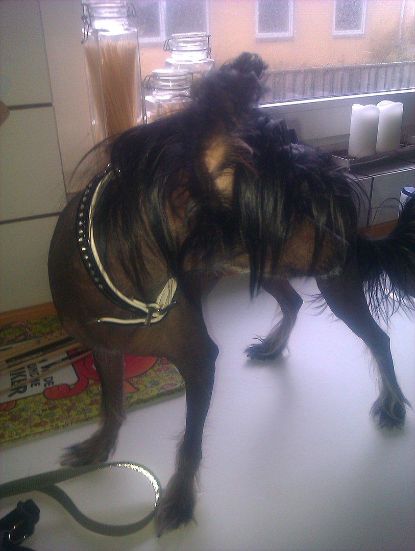 Chinese crested hårløs Gaia billede 11