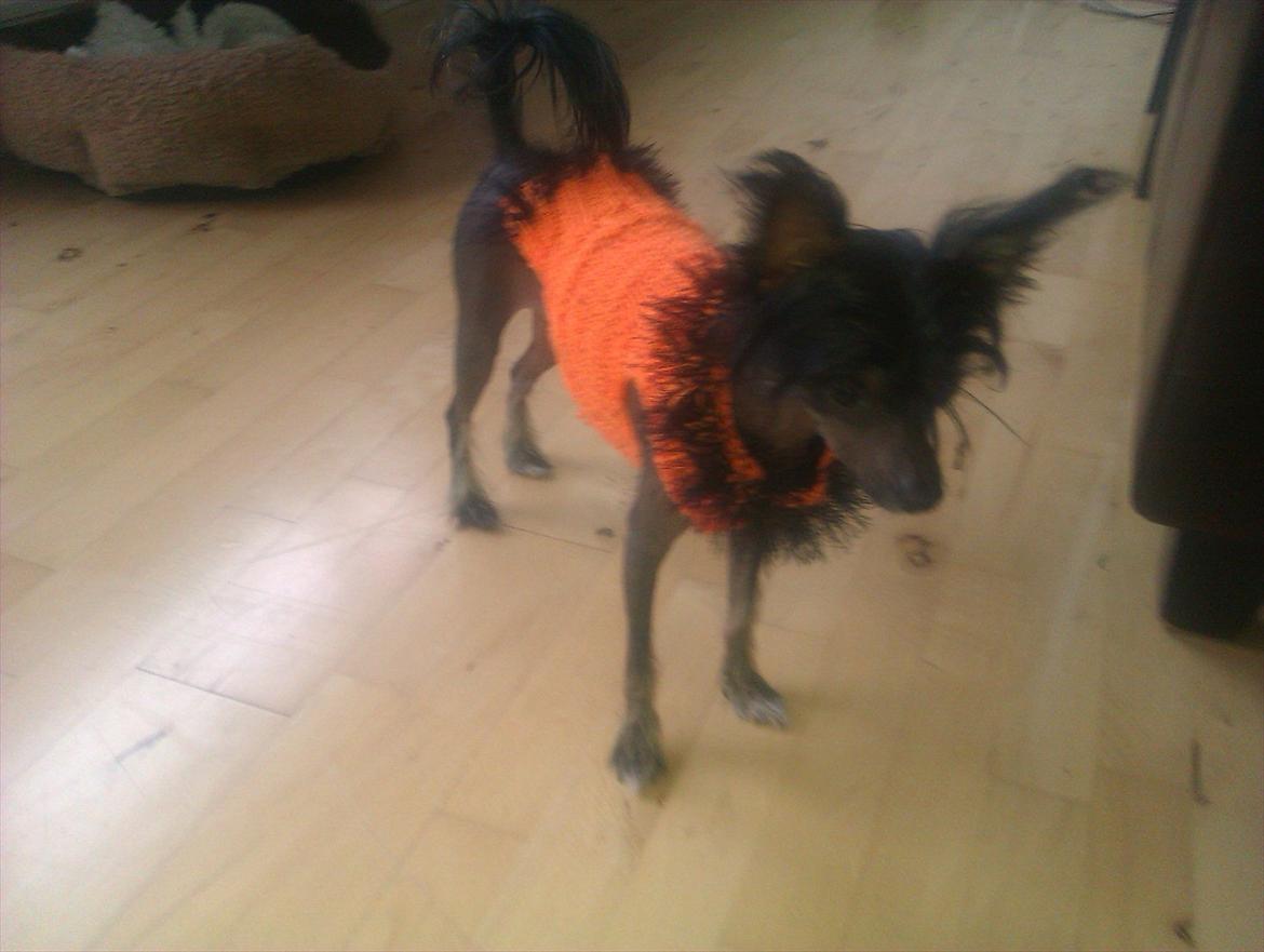 Chinese crested hårløs Gaia billede 12