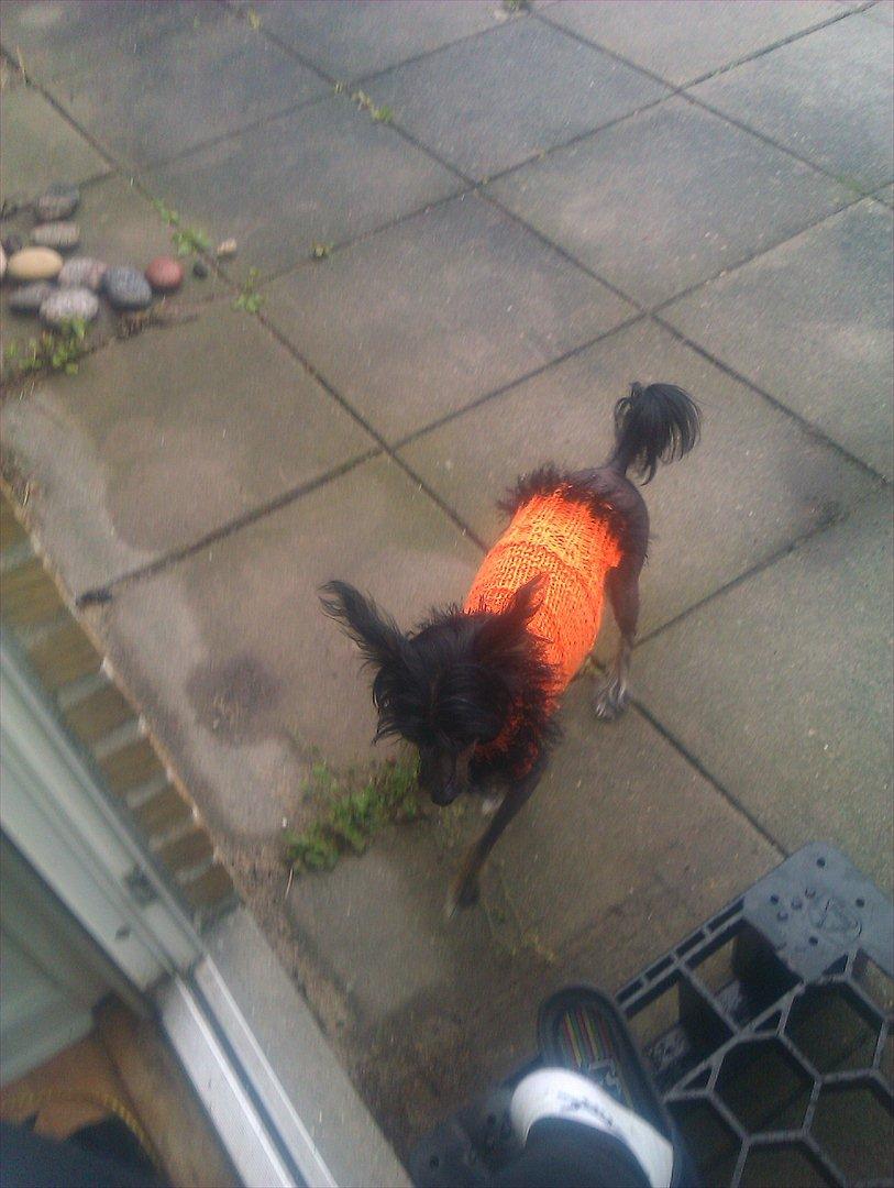 Chinese crested hårløs Gaia billede 14