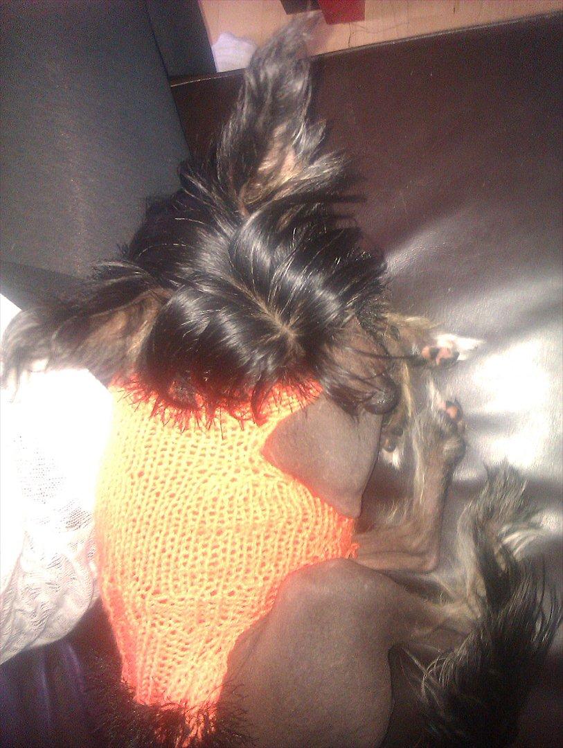 Chinese crested hårløs Gaia billede 13