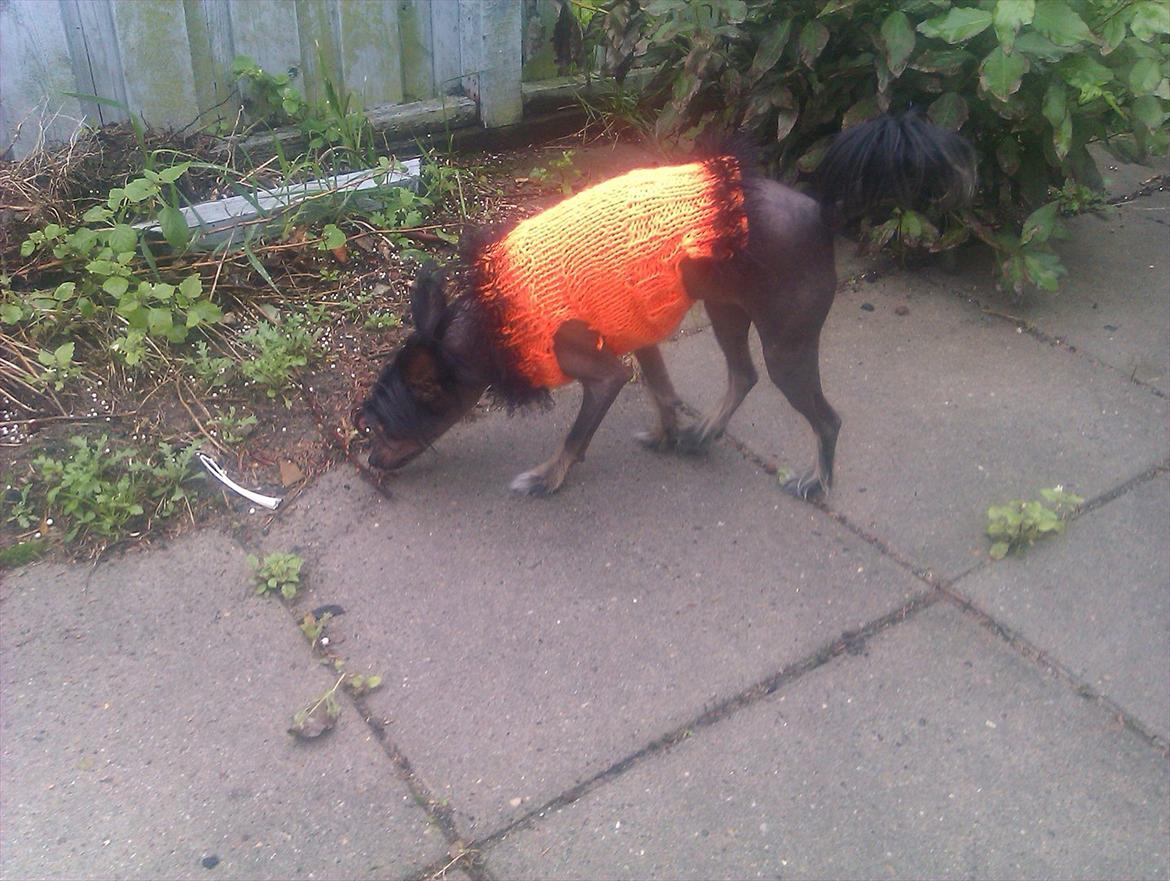 Chinese crested hårløs Gaia billede 15