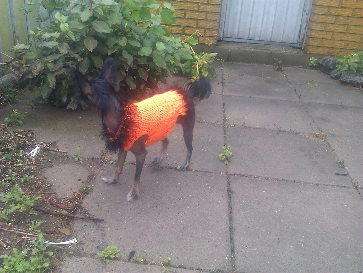 Chinese crested hårløs Gaia billede 16