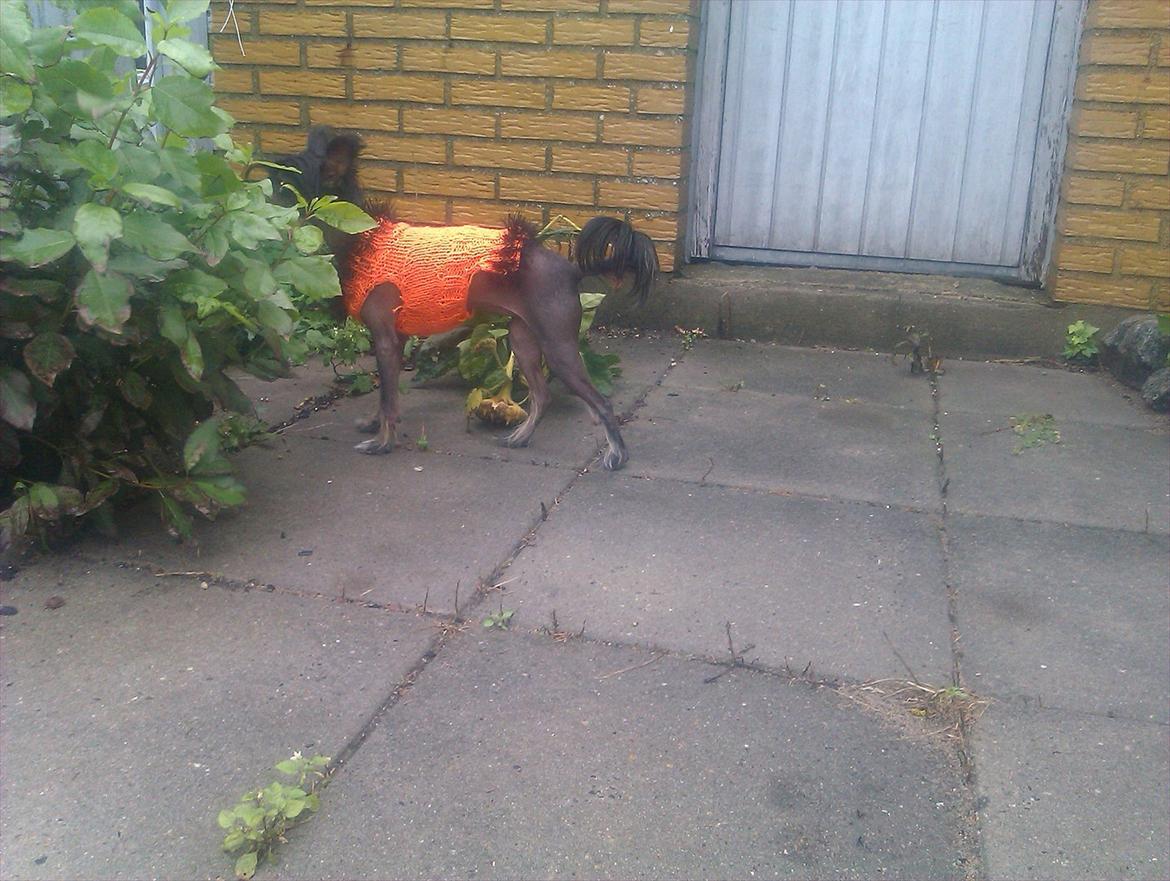 Chinese crested hårløs Gaia - Skal vi lege gemmeleg?? billede 17