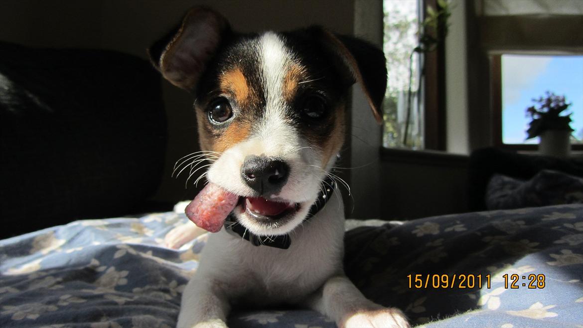 Blanding af racer Szhirley billede 1