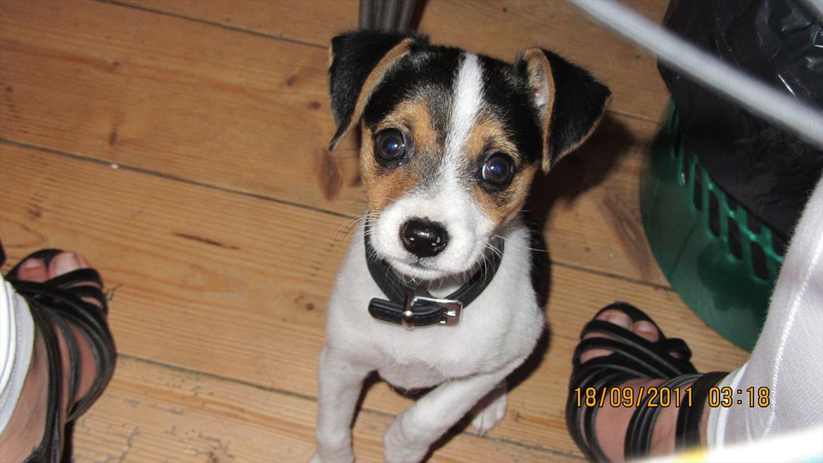 Blanding af racer Szhirley billede 2